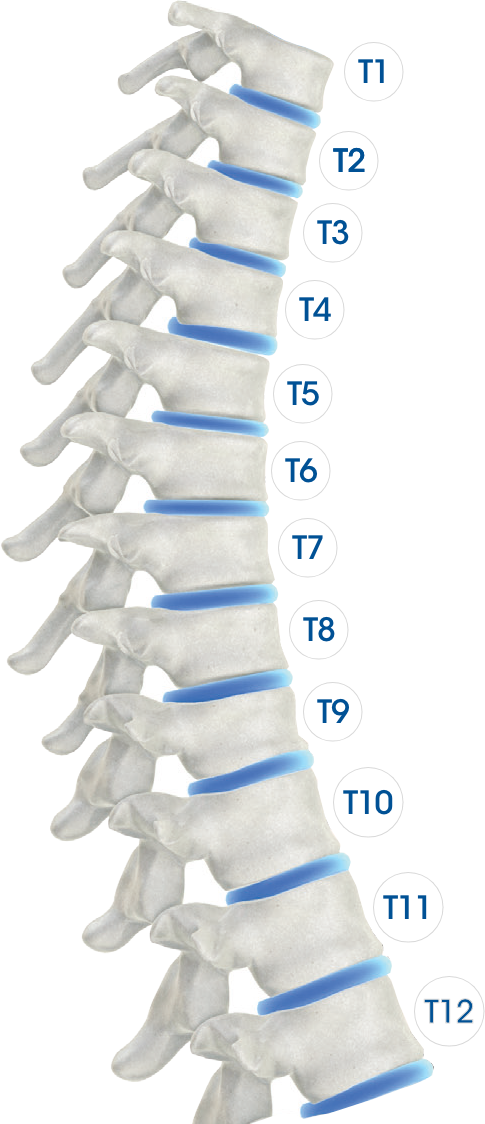T12 Vertebrae Thoracic Spine